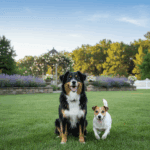 Clean Lawns. Happy Dogs.